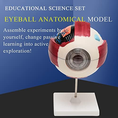 FETION 6X Анатомическая Физически Модел на Очната Ябълка Човек, Допълнителен модул за Обучение инструмент за